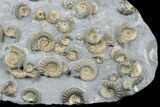 Golden Calcite Ammonite (Promicroceras) Cluster - England #176344-2